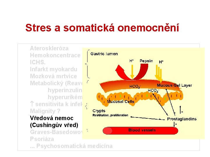 Stres a somatická onemocnění Ateroskleróza Hemokoncentrace ICHS. Infarkt myokardu Mozková mrtvice Metabolický (Reavenův) syndrom