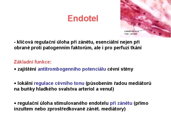 Endotel - klíčová regulační úloha při zánětu, esenciální nejen při obraně proti patogenním faktorům,