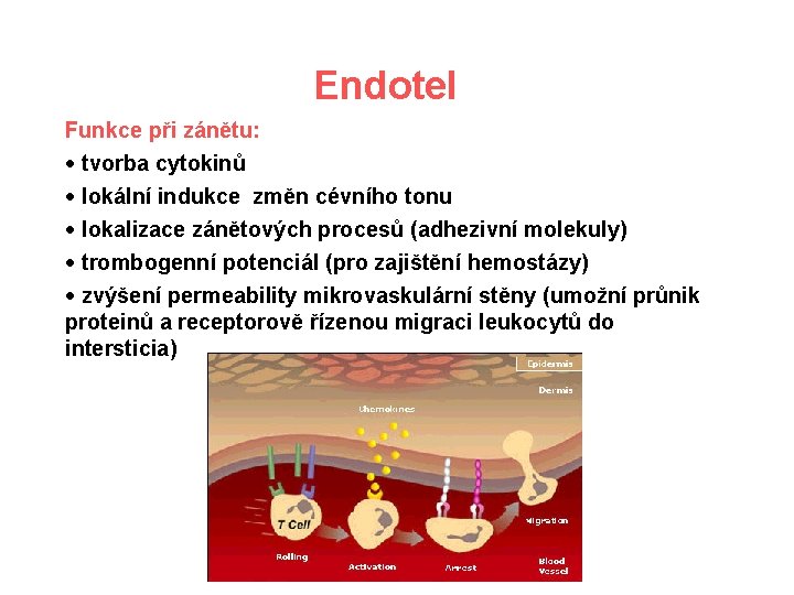 Endotel Funkce při zánětu: · tvorba cytokinů · lokální indukce změn cévního tonu ·