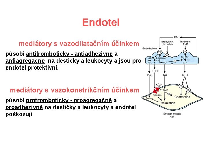 Endotel mediátory s vazodilatačním účinkem působí antitromboticky - antiadhezivně a antiagregačně na destičky a