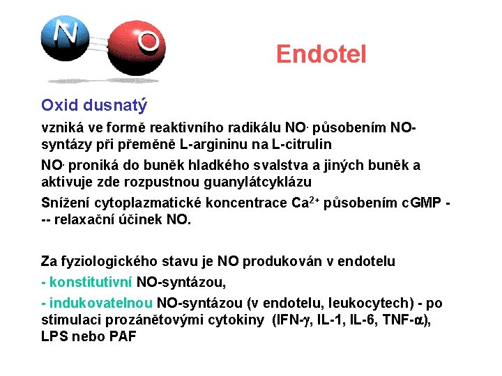 Endotel Oxid dusnatý vzniká ve formě reaktivního radikálu NO. působením NOsyntázy při přeměně L-argininu