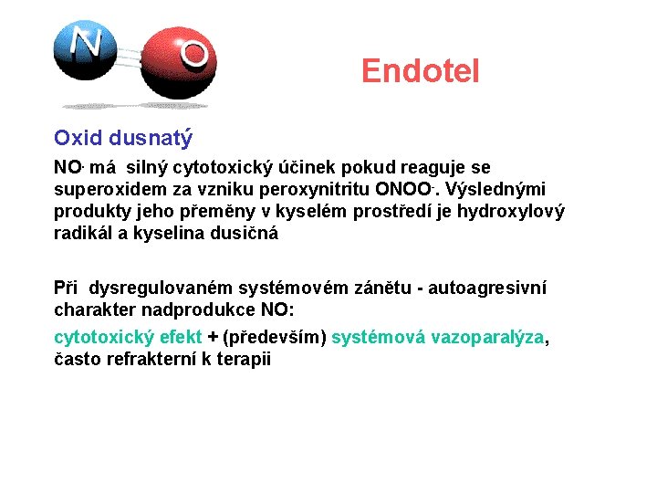 Endotel Oxid dusnatý NO. má silný cytotoxický účinek pokud reaguje se superoxidem za vzniku