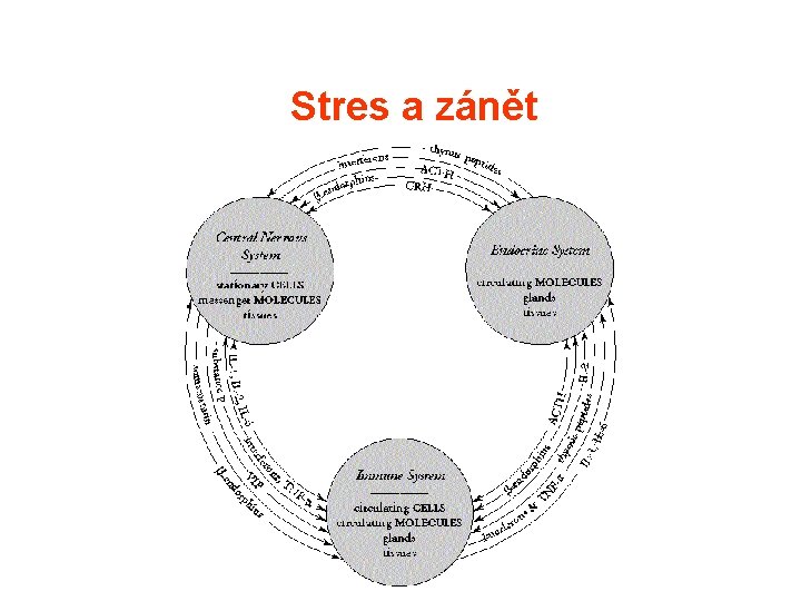Stres a zánět 