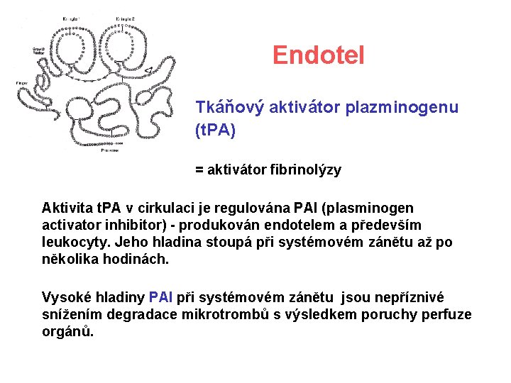 Endotel Tkáňový aktivátor plazminogenu (t. PA) = aktivátor fibrinolýzy Aktivita t. PA v cirkulaci