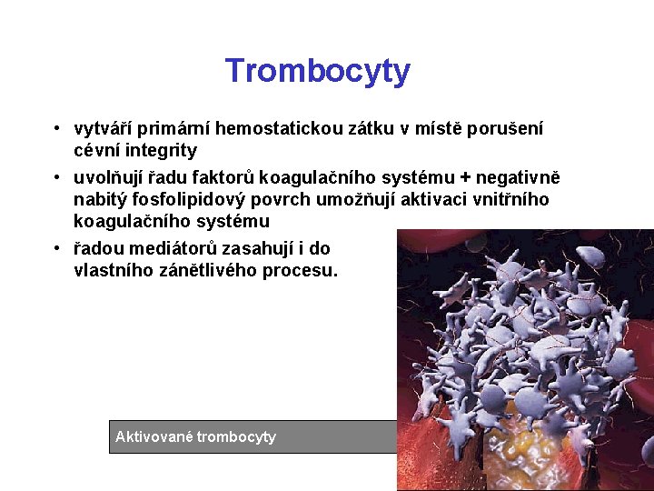 Trombocyty • vytváří primární hemostatickou zátku v místě porušení cévní integrity • uvolňují řadu