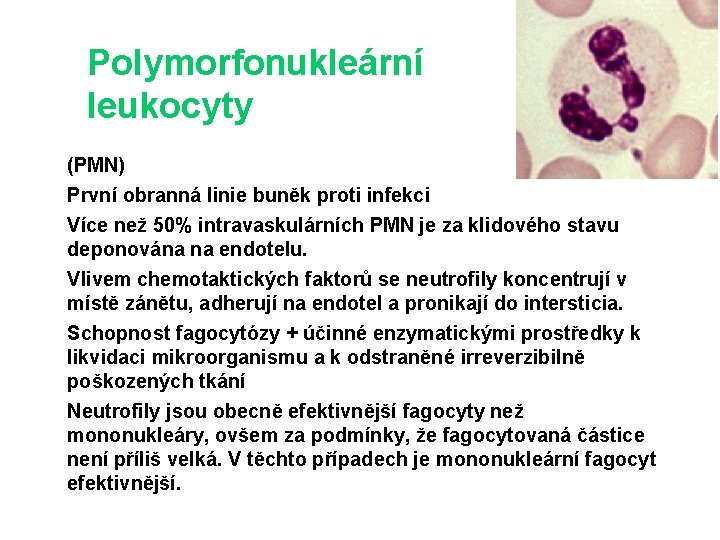 Polymorfonukleární leukocyty (PMN) První obranná linie buněk proti infekci Více než 50% intravaskulárních PMN