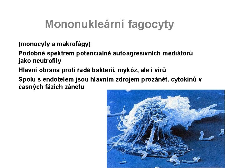 Mononukleární fagocyty (monocyty a makrofágy) Podobné spektrem potenciálně autoagresivních mediátorů jako neutrofily Hlavní obrana