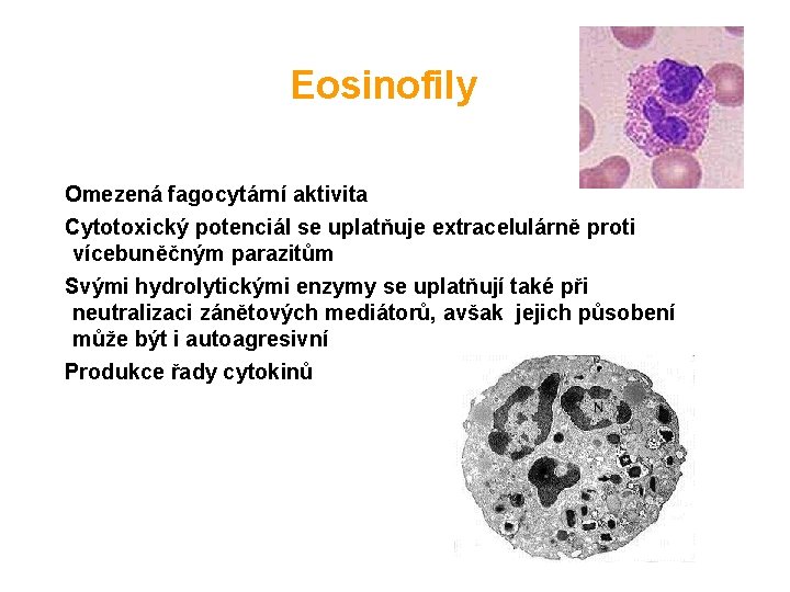 Eosinofily Omezená fagocytární aktivita Cytotoxický potenciál se uplatňuje extracelulárně proti vícebuněčným parazitům Svými hydrolytickými
