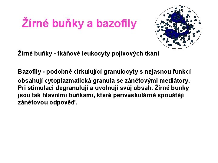 Žírné buňky a bazofily Žírné buňky - tkáňové leukocyty pojivových tkání Bazofily - podobné
