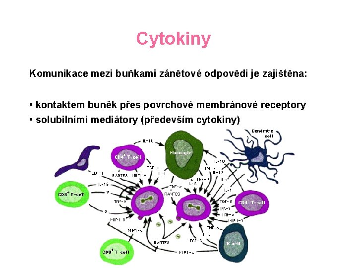 Cytokiny Komunikace mezi buňkami zánětové odpovědi je zajištěna: • kontaktem buněk přes povrchové membránové