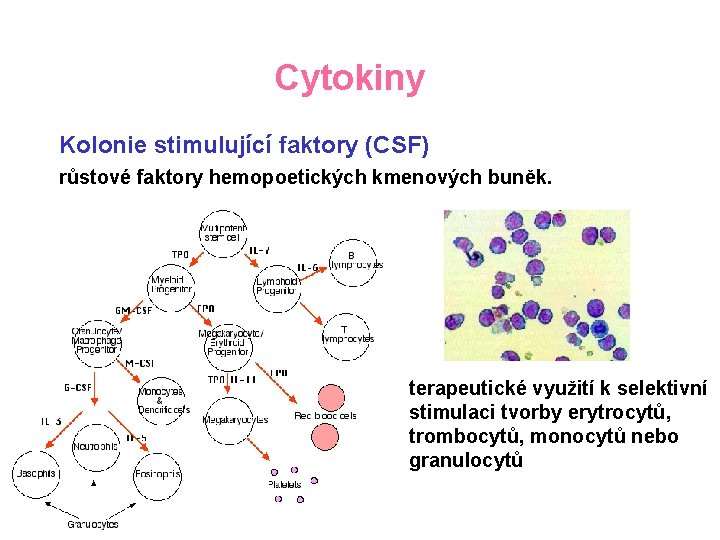 Cytokiny Kolonie stimulující faktory (CSF) růstové faktory hemopoetických kmenových buněk. terapeutické využití k selektivní