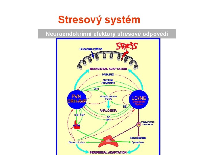 Stresový systém Neuroendokrinní efektory stresové odpovědi 