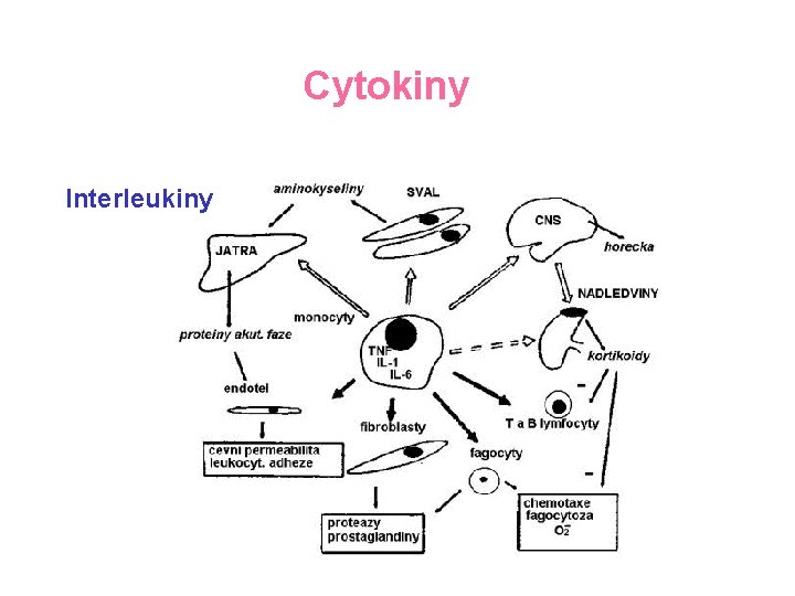 Cytokiny Interleukiny 