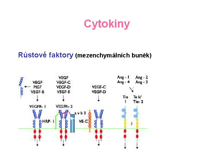 Cytokiny Růstové faktory (mezenchymálních buněk) 