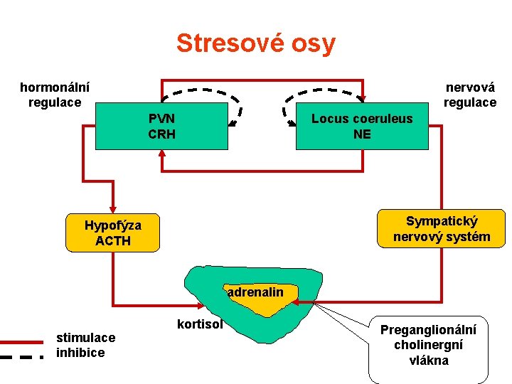 Stresové osy hormonální regulace nervová regulace PVN CRH Locus coeruleus NE Sympatický nervový systém