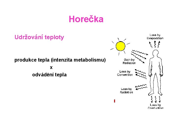 Horečka Udržování teploty produkce tepla (intenzita metabolismu) x odvádění tepla 