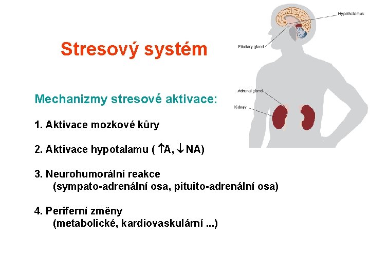 Stresový systém Mechanizmy stresové aktivace: 1. Aktivace mozkové kůry 2. Aktivace hypotalamu ( A,