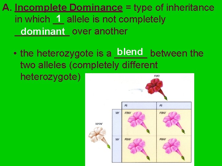 A. Incomplete Dominance = type of inheritance 1 allele is not completely in which