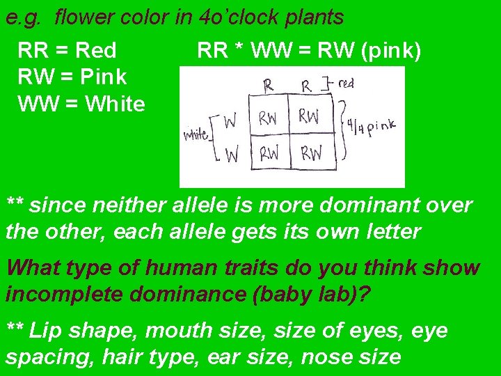 e. g. flower color in 4 o’clock plants RR = Red RR * WW