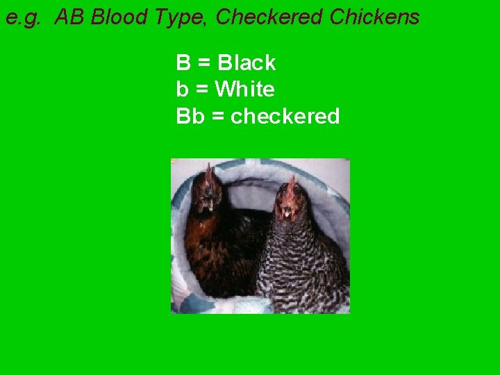 e. g. AB Blood Type, Checkered Chickens B = Black b = White Bb