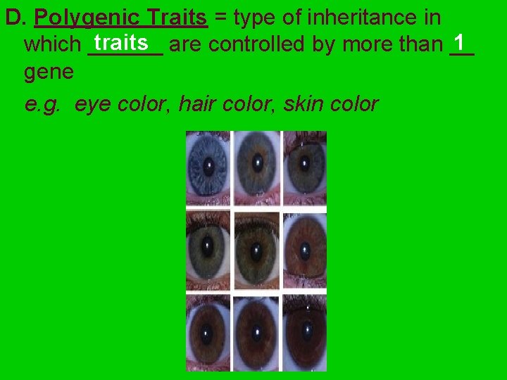 D. Polygenic Traits = type of inheritance in traits are controlled by more than