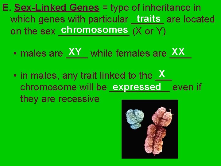 E. Sex-Linked Genes = type of inheritance in traits are located which genes with