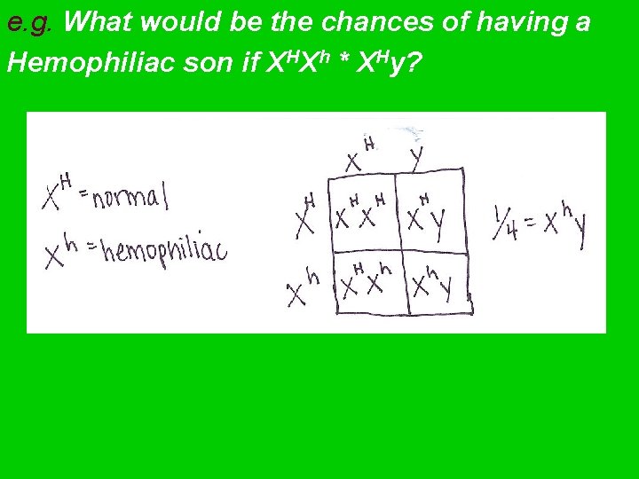 e. g. What would be the chances of having a Hemophiliac son if XHXh