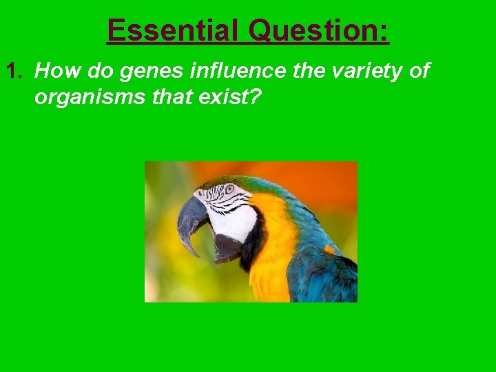 Essential Question: 1. How do genes influence the variety of organisms that exist? 