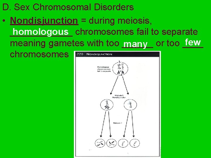 D. Sex Chromosomal Disorders • Nondisjunction = during meiosis, homologous chromosomes fail to separate