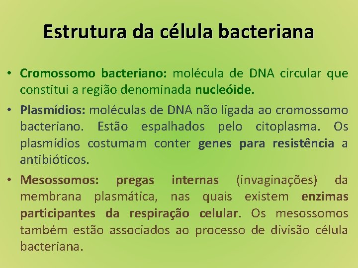 Estrutura da célula bacteriana • Cromossomo bacteriano: molécula de DNA circular que constitui a