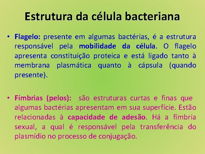 Estrutura da célula bacteriana • Flagelo: presente em algumas bactérias, é a estrutura responsável