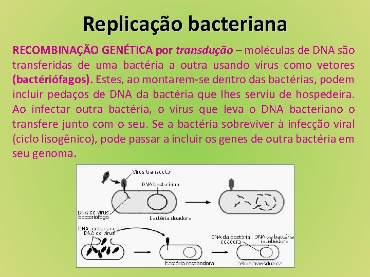 Replicação bacteriana RECOMBINAÇÃO GENÉTICA por transdução – moléculas de DNA são transferidas de uma