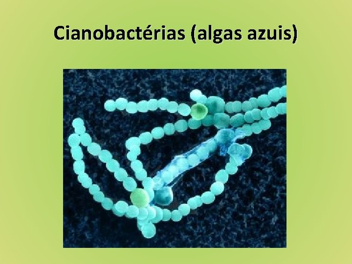 Cianobactérias (algas azuis) 