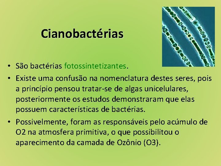 Cianobactérias • São bactérias fotossintetizantes. • Existe uma confusão na nomenclatura destes seres, pois