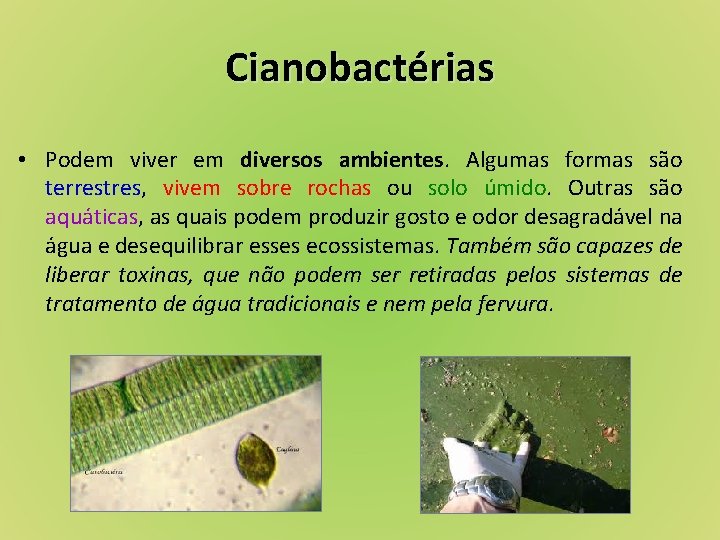 Cianobactérias • Podem viver em diversos ambientes. Algumas formas são terrestres, vivem sobre rochas