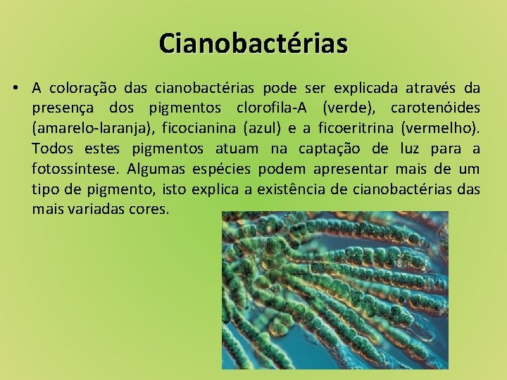 Cianobactérias • A coloração das cianobactérias pode ser explicada através da presença dos pigmentos