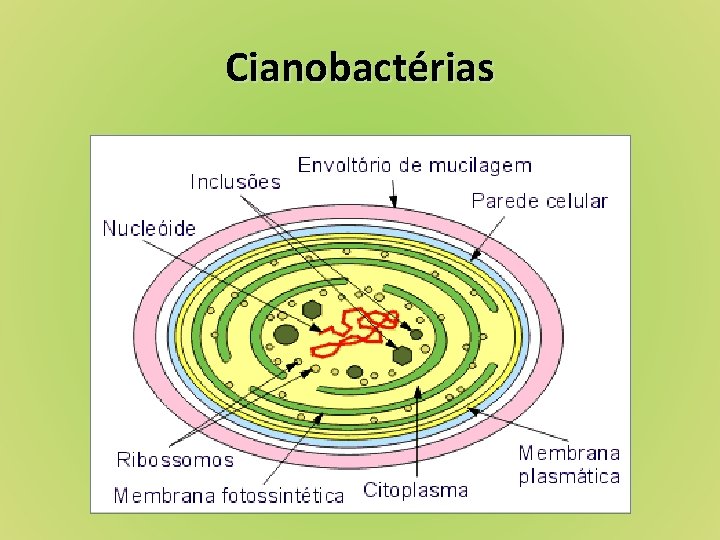 Cianobactérias 