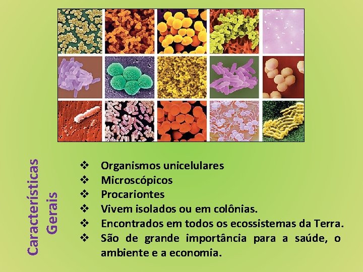 Características Gerais v v v Organismos unicelulares Microscópicos Procariontes Vivem isolados ou em colônias.