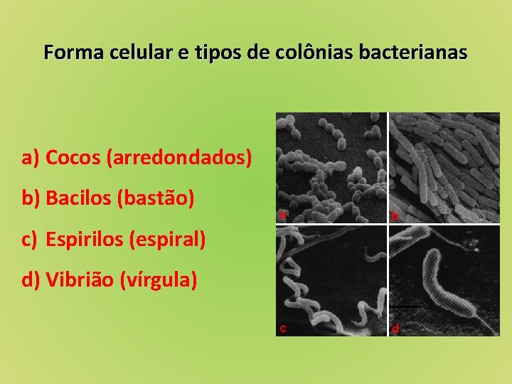 Forma celular e tipos de colônias bacterianas a) Cocos (arredondados) b) Bacilos (bastão) c)