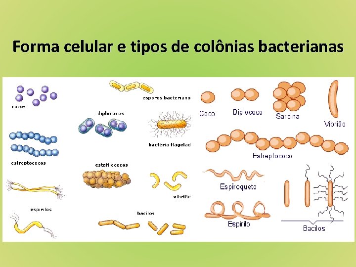 Forma celular e tipos de colônias bacterianas 