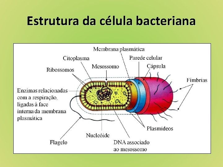 Estrutura da célula bacteriana 