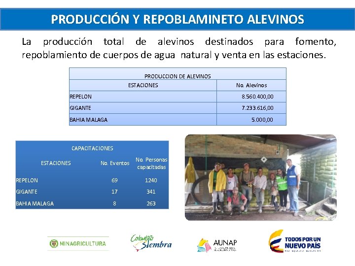 PRODUCCIÓN Y REPOBLAMINETO ALEVINOS La producción total de alevinos destinados para fomento, repoblamiento de