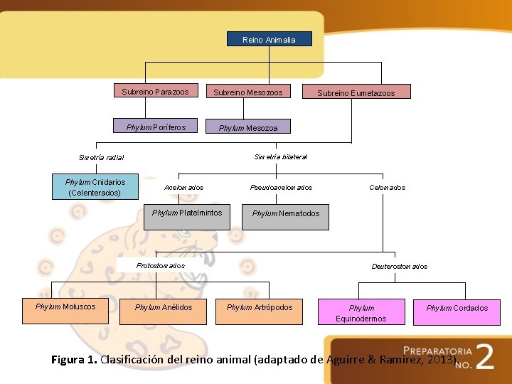 Reino Animalia Subreino Parazoos Subreino Mesozoos Phylum Poríferos Phylum Mesozoa Simetría bilateral Simetría radial