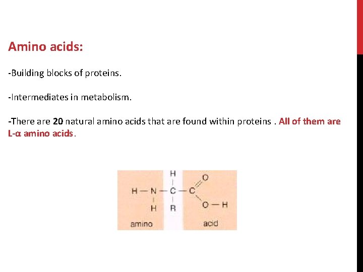 Amino acids: -Building blocks of proteins. -Intermediates in metabolism. -There are 20 natural amino