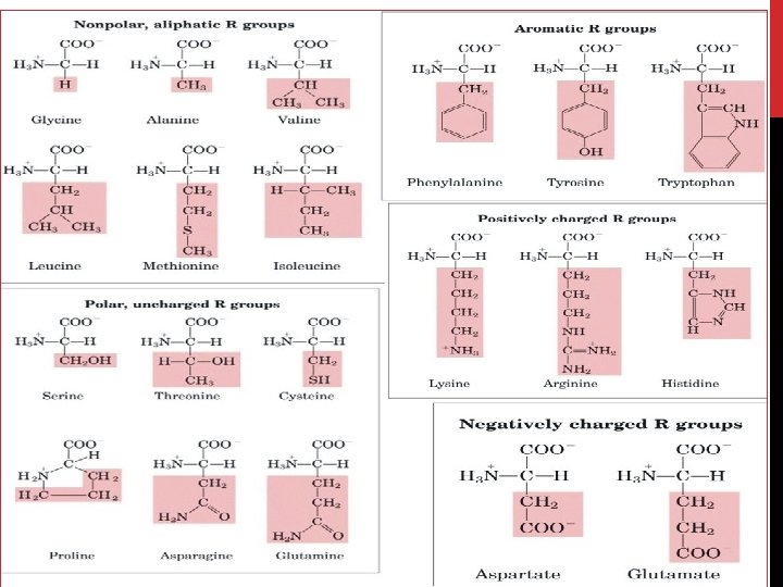 AMINO ACIDS QUALITATIVE TESTS BCH 302 PRACTICAL Objectives