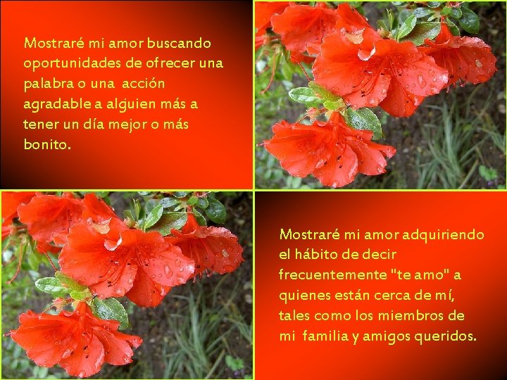 Mostraré mi amor buscando oportunidades de ofrecer una palabra o una acción. agradable a