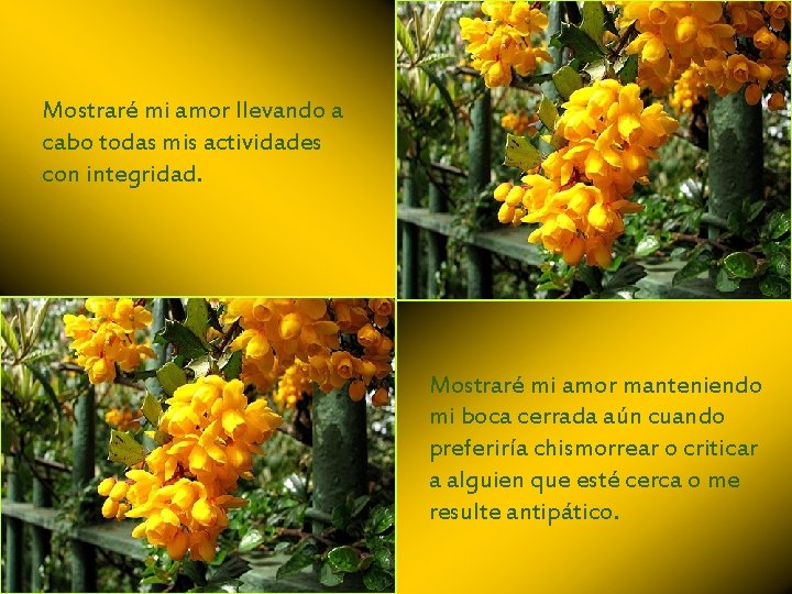 Mostraré mi amor llevando a cabo todas mis actividades con integridad. Mostraré mi amor