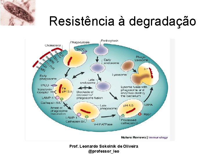 Resistência à degradação Prof. Leonardo Sokolnik de Oliveira @professor_leo 