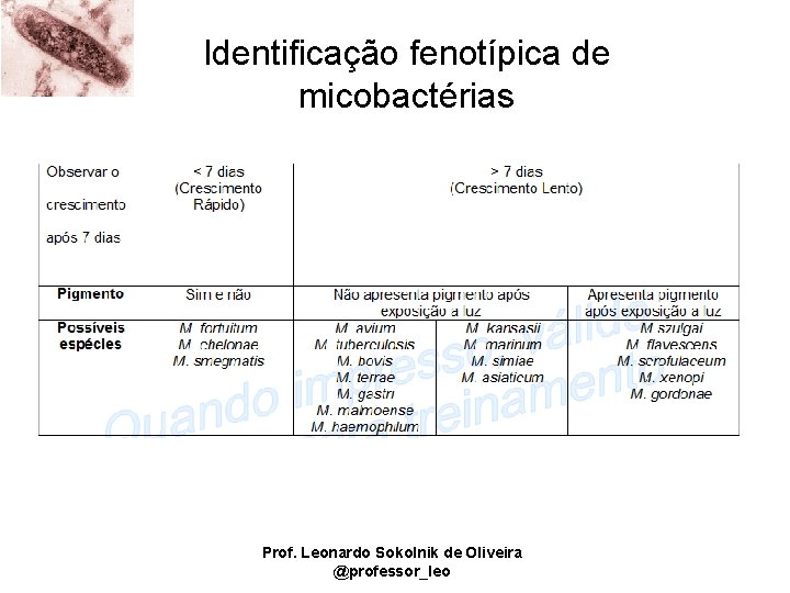 Identificação fenotípica de micobactérias Prof. Leonardo Sokolnik de Oliveira @professor_leo 