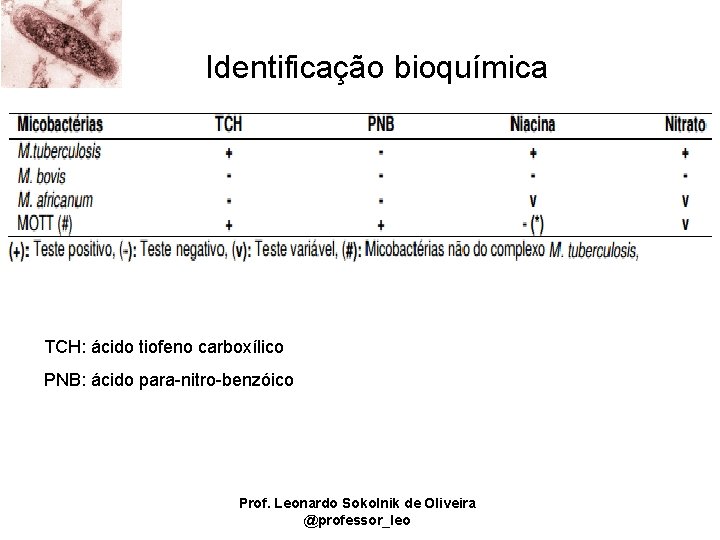 Identificação bioquímica TCH: ácido tiofeno carboxílico PNB: ácido para-nitro-benzóico Prof. Leonardo Sokolnik de Oliveira